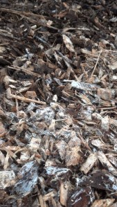 happy mycelium running onto new woodchips